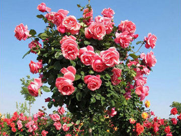 玫瑰海棠的栽培技术要点