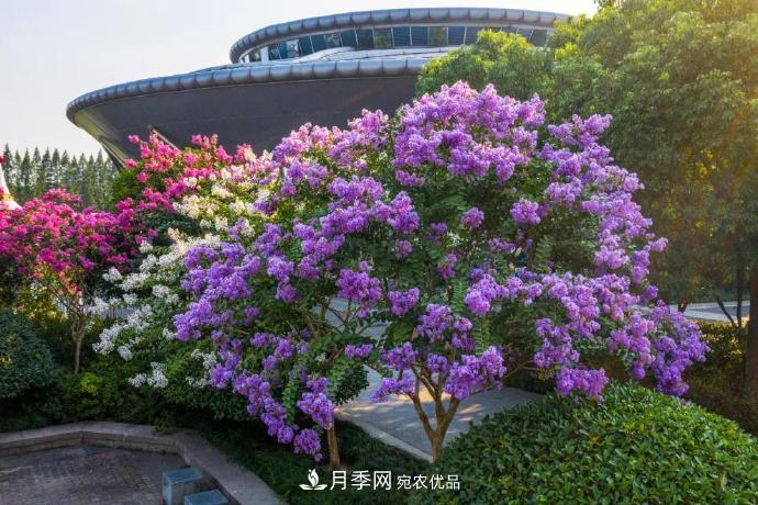 杭州下城这场紫薇盛宴，不容错过！(图4)