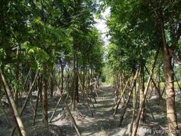 朴树种植和养护的四大注意事项