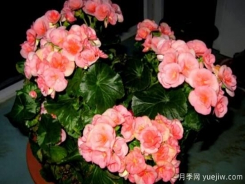 海棠花Zui具特色的6个品种
