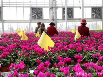 扬州高邮：每天发货30万株，花工厂绽放乡村振兴致富花