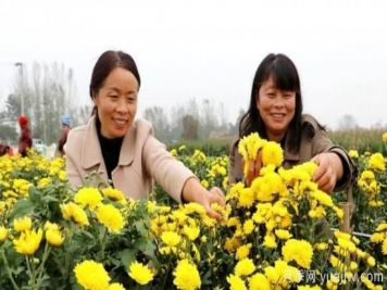 农民种植菊花，既能欣赏也能致富发家