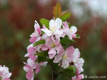 园林绿化树种海棠的品种和介绍