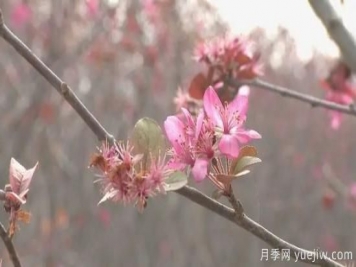 菏泽成武：千亩海棠反季节开花，逆袭深秋成一景