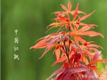 红枫，4个红枫品种是秋日植物里亮丽的风景线