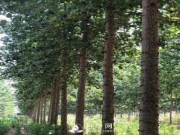 河南周口：培育出不飞絮的杨树新品种