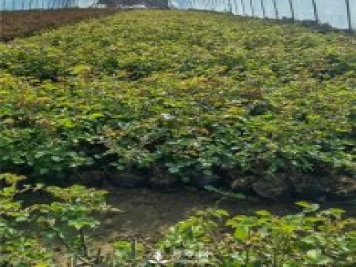 各类盆栽月季上市，南阳杯苗基地全国批发中