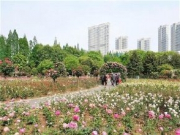 武汉市第十三届月季展，青山和平公园等你来打卡