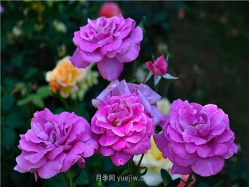 南昌滨江月季园，带你去看天下风流的江西月季花
