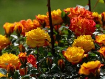安阳市滑县森林公园月季花开放，赏花打卡正当时