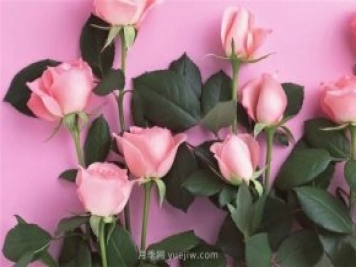 从1-9394朵玫瑰花语加图片，送花原来这么多讲究!