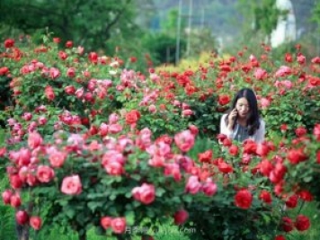 花卉旅游，“花为媒”带动“美丽经济”升级