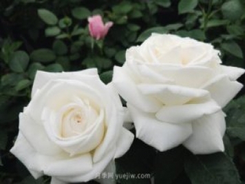 推荐9大白色系月季品种，纯净洁白的花花世界