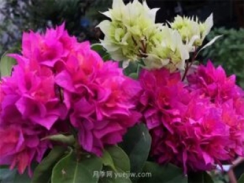 夏季养花要选对品种，推荐6种花卉适合高温