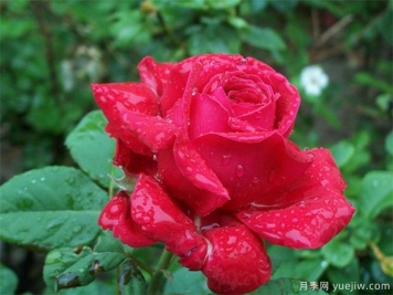 红玫瑰的介绍，花语和栽培养护