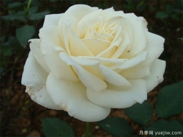 白玫瑰的介绍，花语和栽培养护