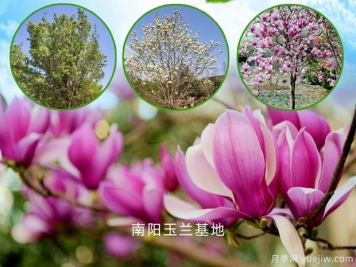 南阳玉兰基地：紫玉兰的园林用途和功效作用