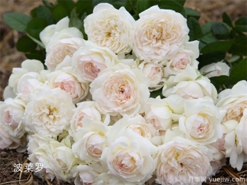 11朵白玫瑰的含义和花语