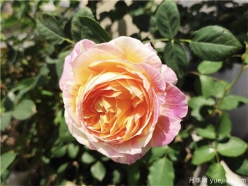 100种玫瑰花的名字，来了解下不同颜色的品种月季