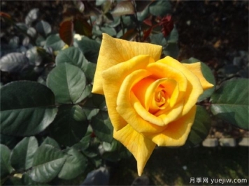 黄玫瑰代表什么意思？黄玫瑰寓意？黄玫瑰的花