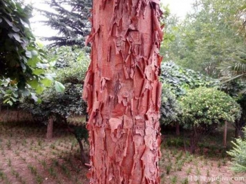血皮槭的图片特点和种植养护