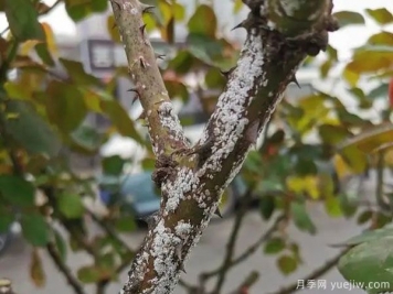 树状月季的桑盾蚧虫害有哪些伤害害，该如何防治？