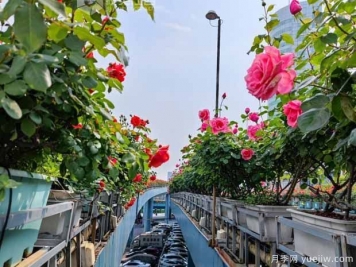 1.2万株月季盛开，南昌八一桥景观花廊拥抱春景