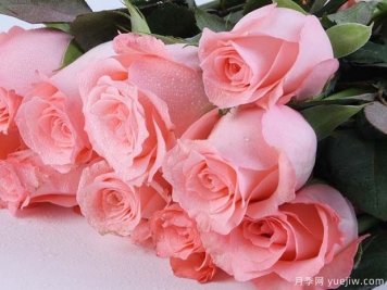 戴安娜玫瑰的花语是什么？有图片的更好？