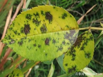 深秋天季节月季出现斑点的病害原因与防治