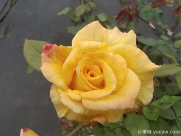 黄玫瑰代表什么意思？黄玫瑰寓意？黄玫瑰的花语是什么？