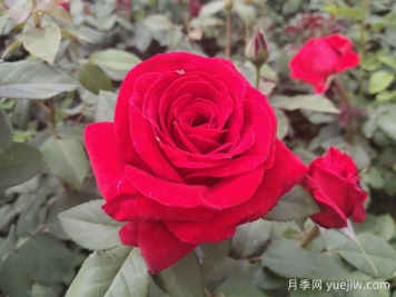 原产中国的玫瑰花(月季花)，是如何成为美国国花的？