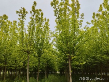 金叶复叶槭的特点、园林用途、管理养护