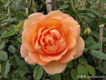 中国月季：欧洲玫瑰花的祖宗，为世界园艺做出了巨大贡献