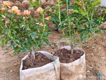 盆栽月季多年不换盆，3个办法也能保持生长旺盛