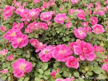 仙境盆栽月季杯苗粉色丰花，绿化工程批发