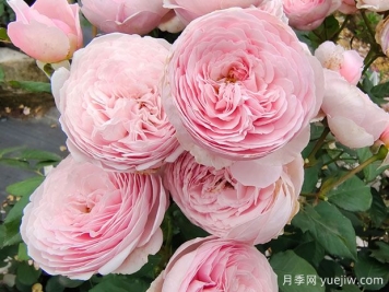 19朵粉色玫瑰花语是什么？