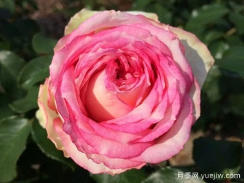 我的玫瑰月季/我的花