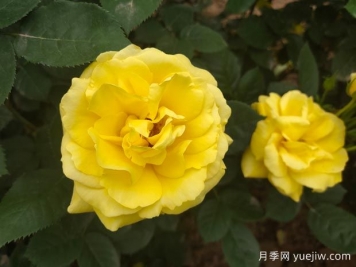 黄玫瑰的花语是什么？黄玫瑰的寓意和象征