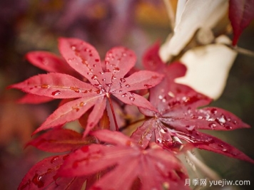 日本红枫、美国红枫、中国红枫到底有何不同？