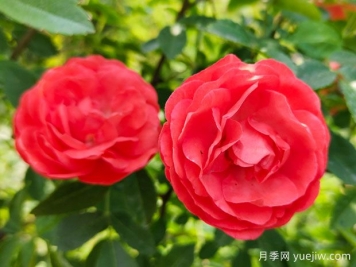 种上木香蔷薇花蛮强爆花，红橙白黄木香你喜欢哪个？