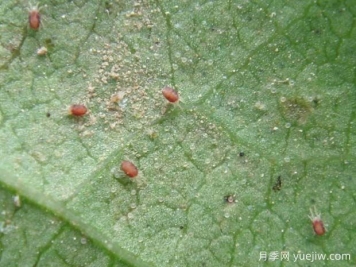 月季常见病虫害之红蜘蛛的习性和防治措施