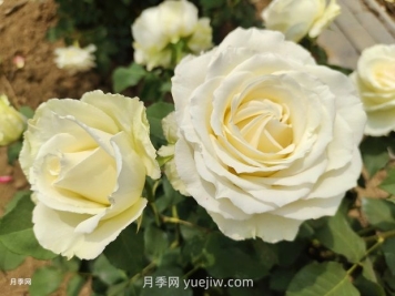 十一朵白玫瑰的花语和寓意