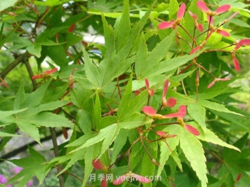 鸡爪槭和红枫的区别，四大不同之处