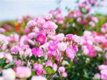 郑州伏羲山百亩玫瑰花盛放，上万株玫瑰美成了画