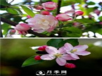 海棠花，与牡丹、兰花、梅花并称为“中国春花四绝”
