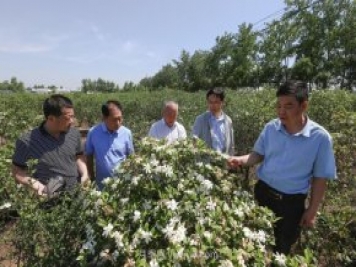唐河唐栀子，地标农产品成农民增收致富的朝阳产业