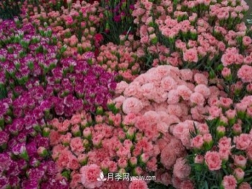 中国6大花市，全国花卉批发市场介绍
