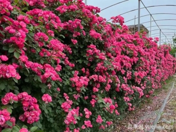 五种高颜值爬藤花，生长迅速，轻松打造美丽花墙