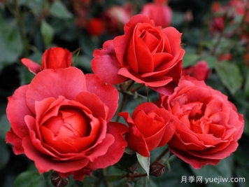 21朵玫瑰：不只是浪漫，还藏着这些深意