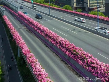 杭州高架月季初开，2024年又到走花路时间
